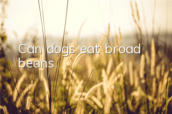 TCan dogs eat broad beans?