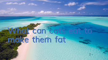 What can cats eat to make them fat?