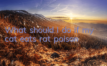 What should I do if my cat eats rat poison?