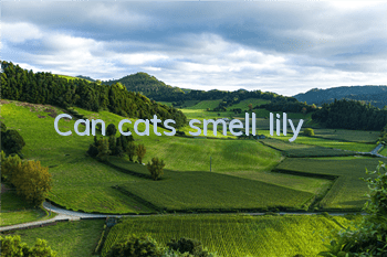 Can cats smell lily?