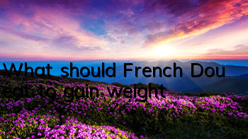 What should French Dou eat to gain weight?
