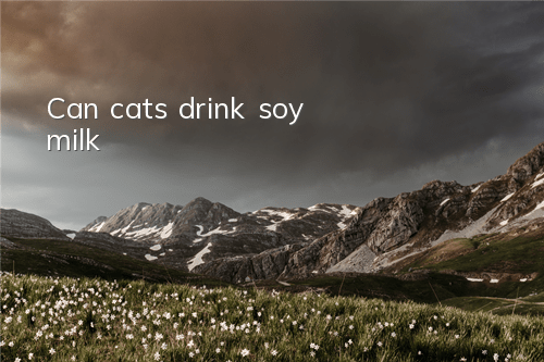 Can cats drink soy milk?