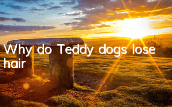 Why do Teddy dogs lose hair?