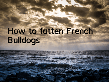 How to fatten French Bulldogs