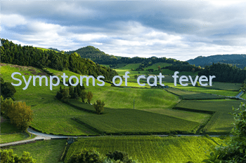 Symptoms of cat fever