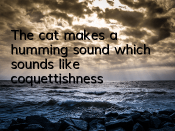 The cat makes a humming sound, which sounds like coquettishness