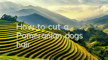 How to cut a Pomeranian dog's hair
