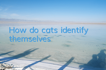 How do cats identify themselves?
