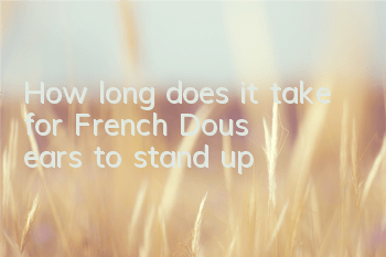 How long does it take for French Dou's ears to stand up?