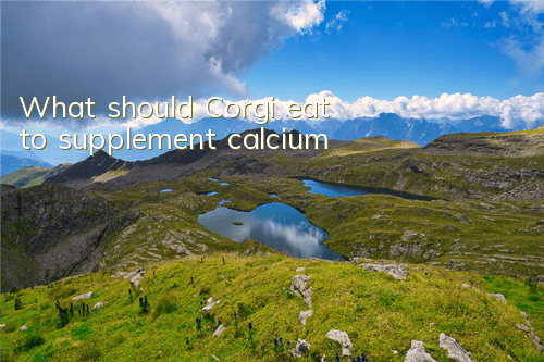 What should Corgi eat to supplement calcium?