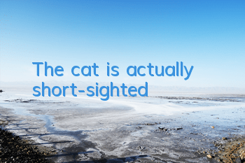 The cat is actually short-sighted