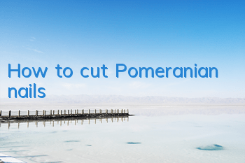 How to cut Pomeranian nails