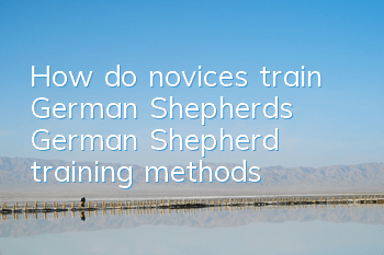 How do novices train German Shepherds? German Shepherd training methods!