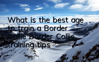 TWhat is the best age to train a Border Collie? Border Collie training tips!