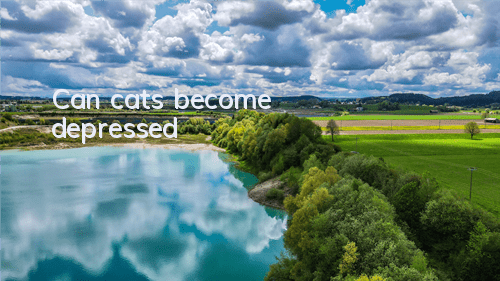 Can cats become depressed?