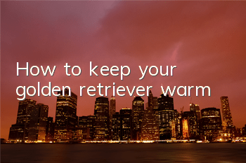 How to keep your golden retriever warm