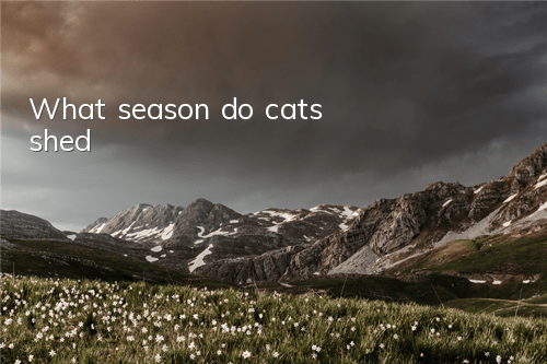 What season do cats shed?