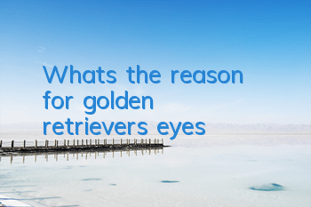 TWhat’s the reason for golden retriever’s eyes?