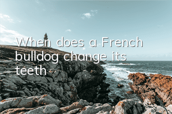 When does a French bulldog change its teeth?