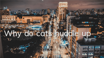 Why do cats huddle up?
