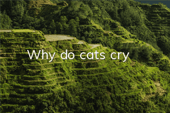 Why do cats cry?