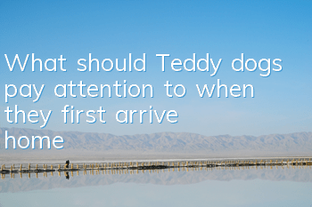 What should Teddy dogs pay attention to when they first arrive home?