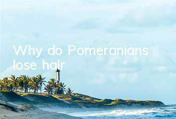Why do Pomeranians lose hair?