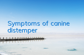 TSymptoms of canine distemper