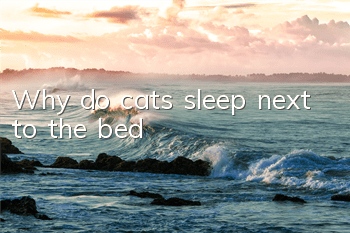 Why do cats sleep next to the bed?