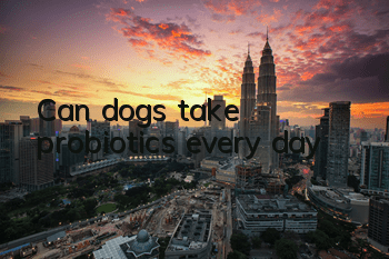 TCan dogs take probiotics every day?