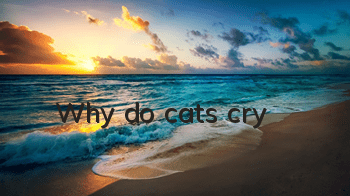Why do cats cry?