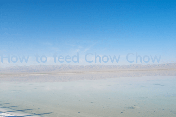 How to feed Chow Chow