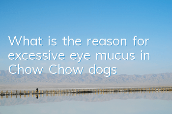 What is the reason for excessive eye mucus in Chow Chow dogs?