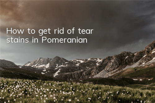 How to get rid of tear stains in Pomeranian