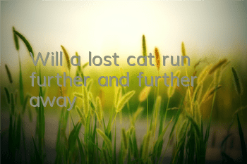 Will a lost cat run further and further away?