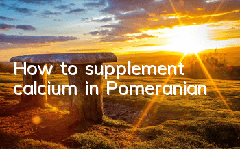 How to supplement calcium in Pomeranian