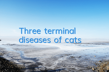 Three terminal diseases of cats