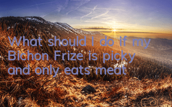 What should I do if my Bichon Frize is picky and only eats meat?