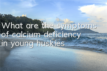 What are the symptoms of calcium deficiency in young huskies?