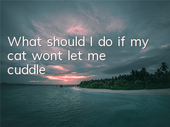 What should I do if my cat won’t let me cuddle?