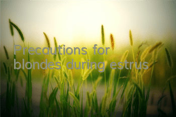 Precautions for blondes during estrus