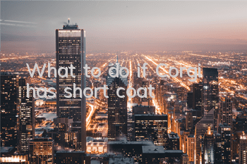 What to do if Corgi has short coat