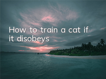 How to train a cat if it disobeys?