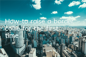 How to raise a border collie for the first time