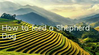 How to feed a Shepherd Dog