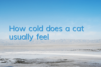 How cold does a cat usually feel?