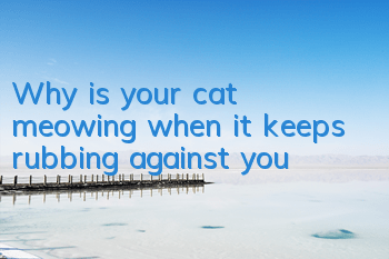 Why is your cat meowing when it keeps rubbing against you?