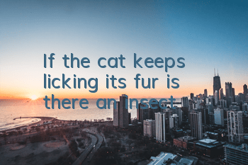If the cat keeps licking its fur, is there an insect?