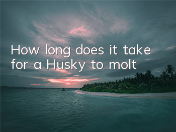 How long does it take for a Husky to molt?