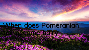 When does Pomeranian tail become hairy?